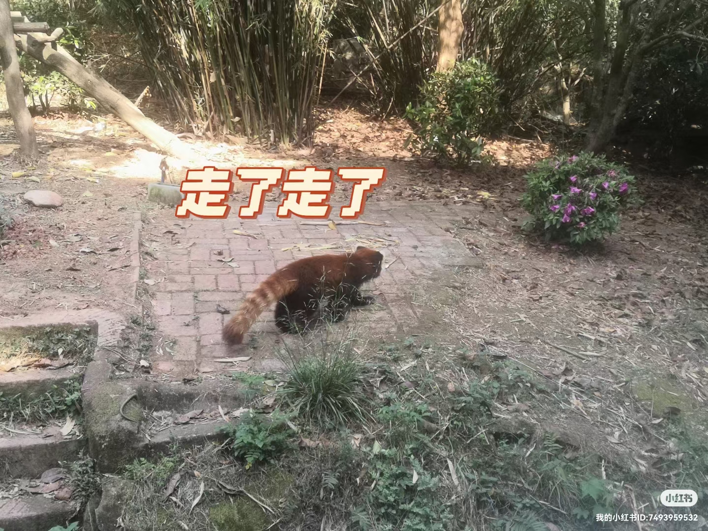 熊猫