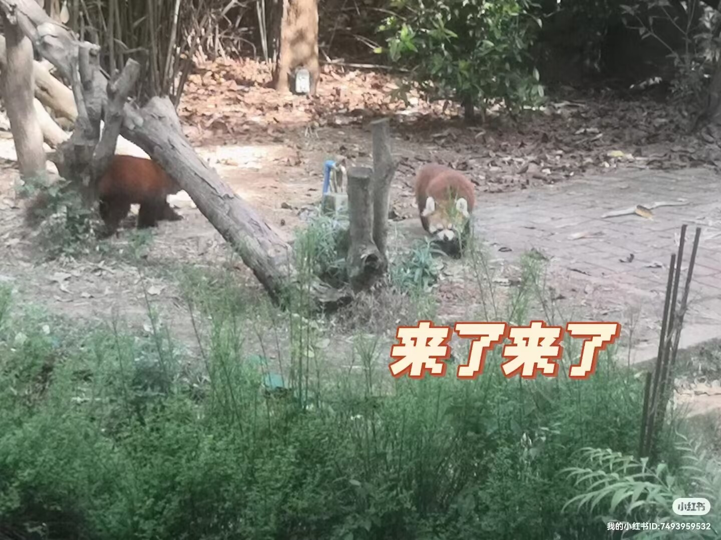 熊猫